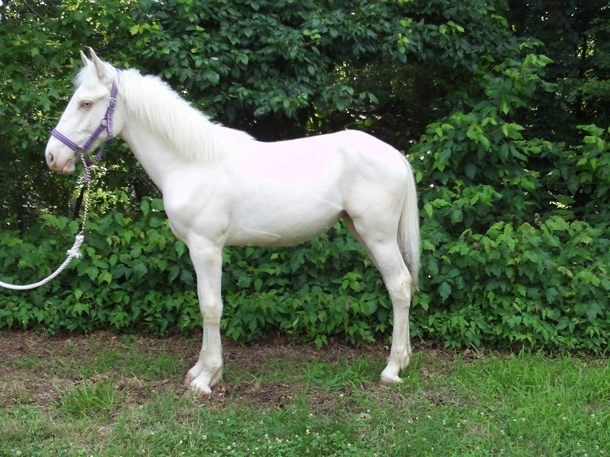 HORSES FOR SALE | Raintree Equestrian Center