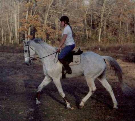 ShannynTrainingExRacehorse(2)