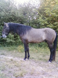 "Cohete WBH" Andalusian Stallion 