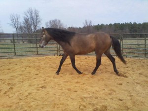 Cohete' WBH Andalusian Stallion